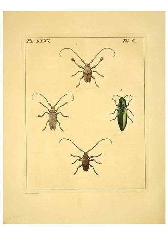 Reproducción/Reproduction 36204929122: Illustrations of natural history.. London,Printed for the author and sold by B. White,1770-82.