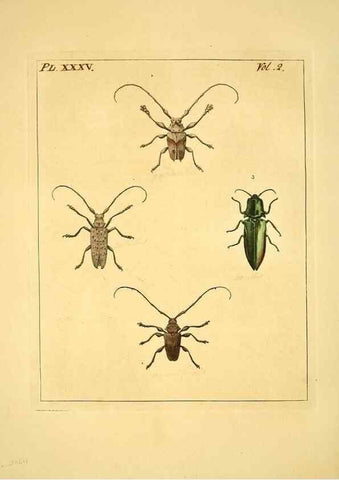 Reproducción/Reproduction 36204929122: Illustrations of natural history.. London,Printed for the author and sold by B. White,1770-82.
