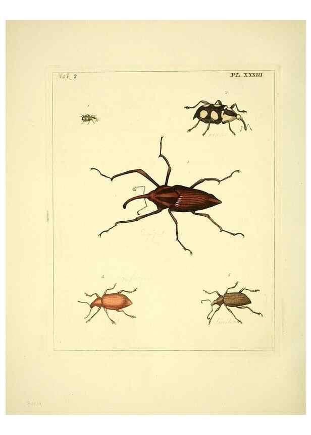 Reproducción/Reproduction 36204925852: Illustrations of natural history.. London,Printed for the author and sold by B. White,1770-82.