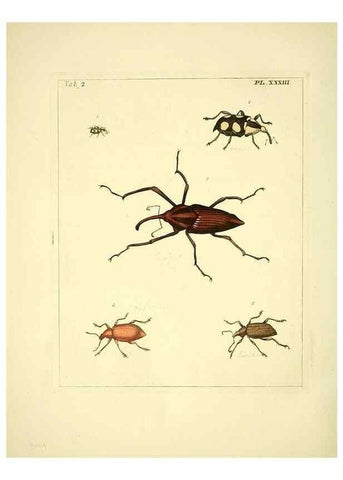 Reproducción/Reproduction 36204925852: Illustrations of natural history.. London,Printed for the author and sold by B. White,1770-82.