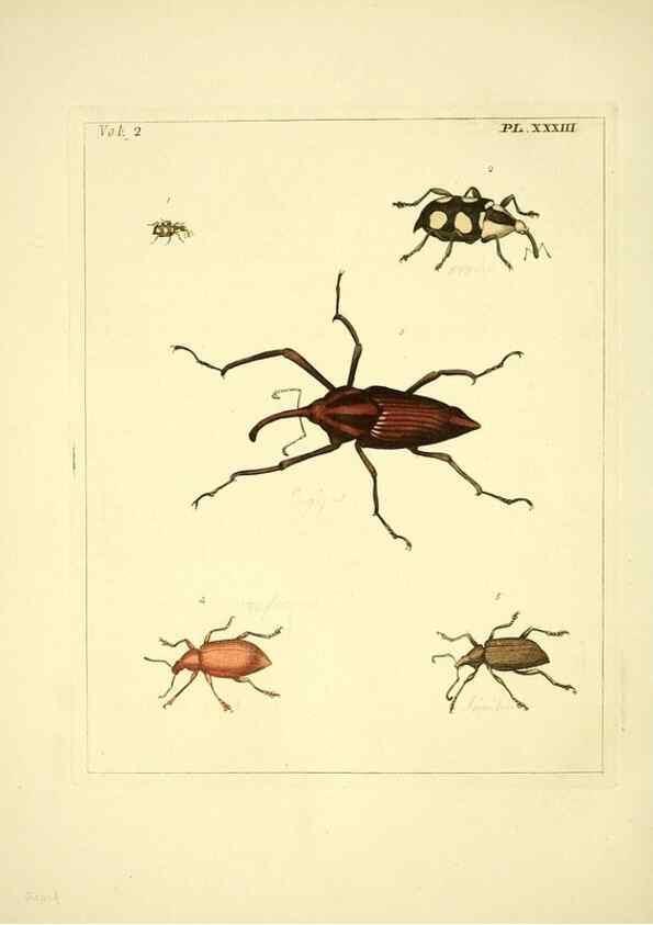 Reproducción/Reproduction 36204925852: Illustrations of natural history.. London,Printed for the author and sold by B. White,1770-82.
