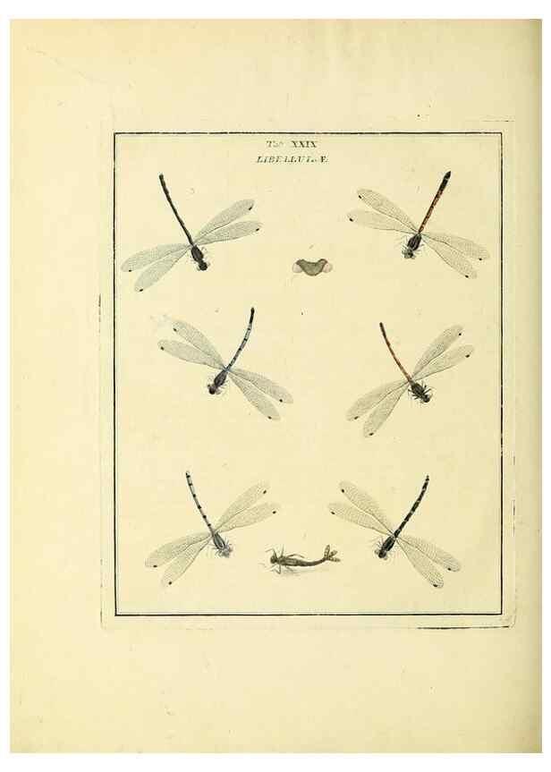 Reproducción/Reproduction 35537099034: Exposition des insectes que se trouvent en Angleterre;. Londres,B. White et J. Edwards,1786.