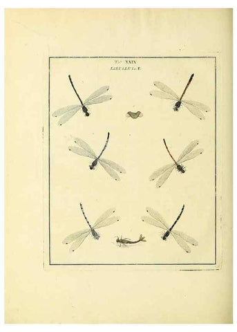 Reproducción/Reproduction 35537099034: Exposition des insectes que se trouvent en Angleterre;. Londres,B. White et J. Edwards,1786.