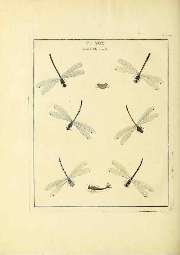 Reproducción/Reproduction 35537099034: Exposition des insectes que se trouvent en Angleterre;. Londres,B. White et J. Edwards,1786.