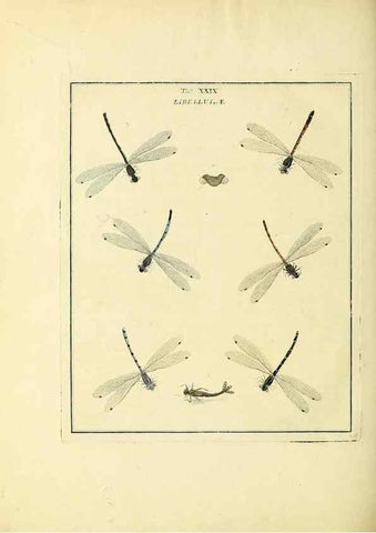 Reproducción/Reproduction 35537099034: Exposition des insectes que se trouvent en Angleterre;. Londres,B. White et J. Edwards,1786.