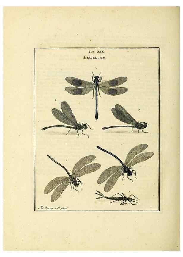 Reproducción/Reproduction 35537100354: Exposition des insectes que se trouvent en Angleterre;. Londres,B. White et J. Edwards,1786.