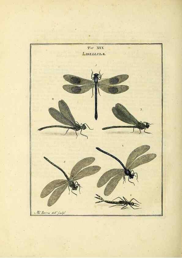 Reproducción/Reproduction 35537100354: Exposition des insectes que se trouvent en Angleterre;. Londres,B. White et J. Edwards,1786.