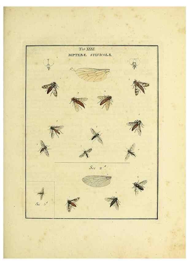 Reproducción/Reproduction 35537101564: Exposition des insectes que se trouvent en Angleterre;. Londres,B. White et J. Edwards,1786.