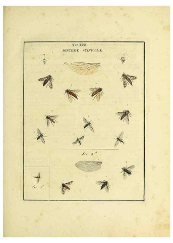 Reproducción/Reproduction 35537101564: Exposition des insectes que se trouvent en Angleterre;. Londres,B. White et J. Edwards,1786.