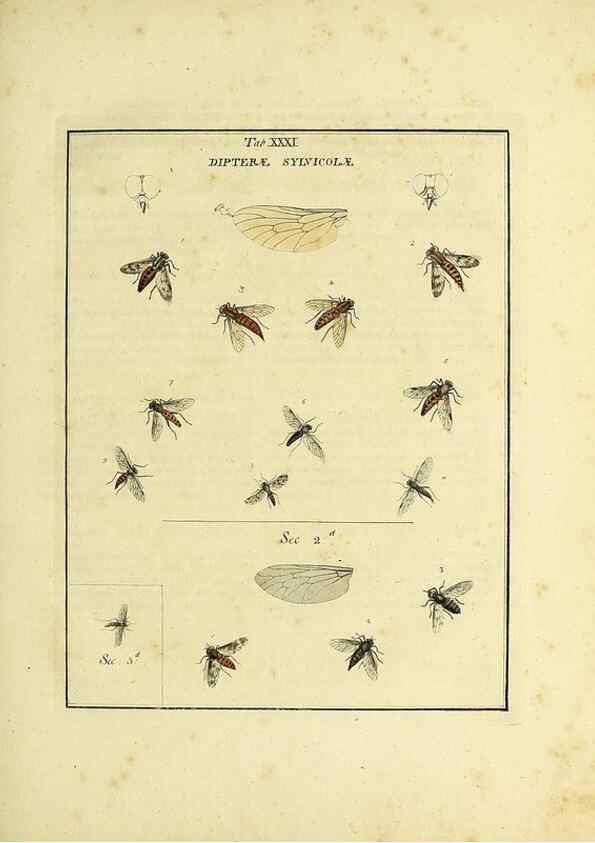 Reproducción/Reproduction 35537101564: Exposition des insectes que se trouvent en Angleterre;. Londres,B. White et J. Edwards,1786.