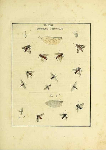Reproducción/Reproduction 35537101564: Exposition des insectes que se trouvent en Angleterre;. Londres,B. White et J. Edwards,1786.