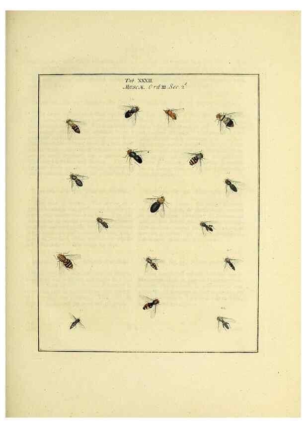 Reproducción/Reproduction 35537103064: Exposition des insectes que se trouvent en Angleterre;. Londres,B. White et J. Edwards,1786.