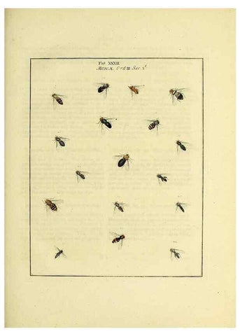 Reproducción/Reproduction 35537103064: Exposition des insectes que se trouvent en Angleterre;. Londres,B. White et J. Edwards,1786.