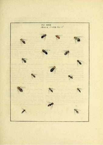 Reproducción/Reproduction 35537103064: Exposition des insectes que se trouvent en Angleterre;. Londres,B. White et J. Edwards,1786.