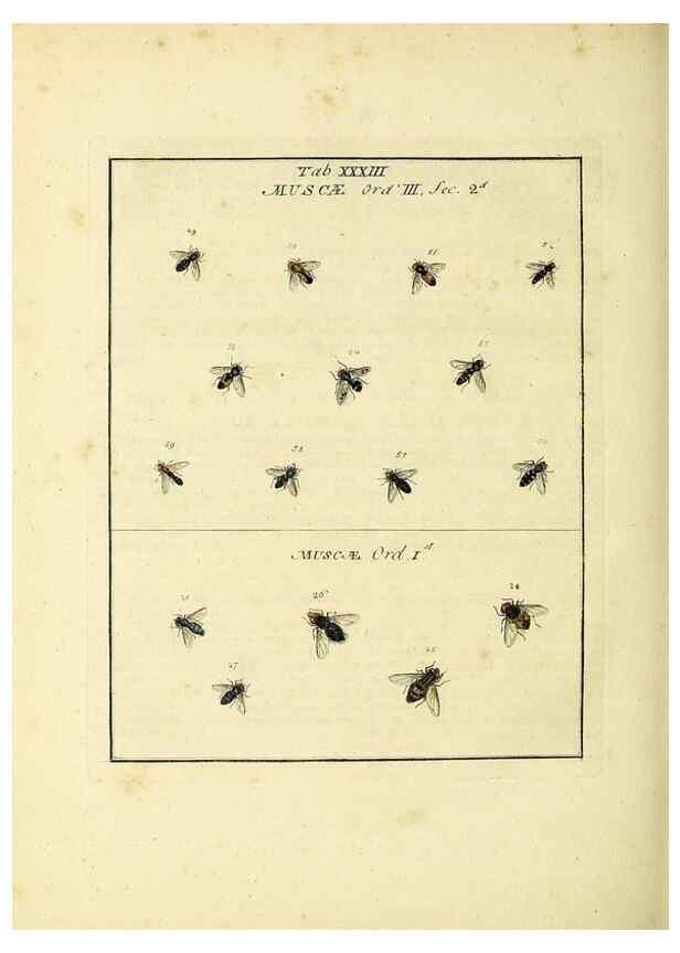 Reproducción/Reproduction 35537104734: Exposition des insectes que se trouvent en Angleterre;. Londres,B. White et J. Edwards,1786.
