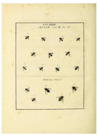 Reproducción/Reproduction 35537104734: Exposition des insectes que se trouvent en Angleterre;. Londres,B. White et J. Edwards,1786.