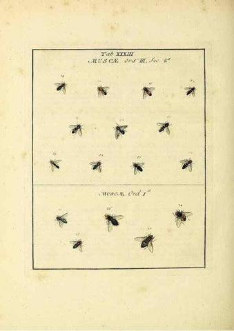 Reproducción/Reproduction 35537104734: Exposition des insectes que se trouvent en Angleterre;. Londres,B. White et J. Edwards,1786.