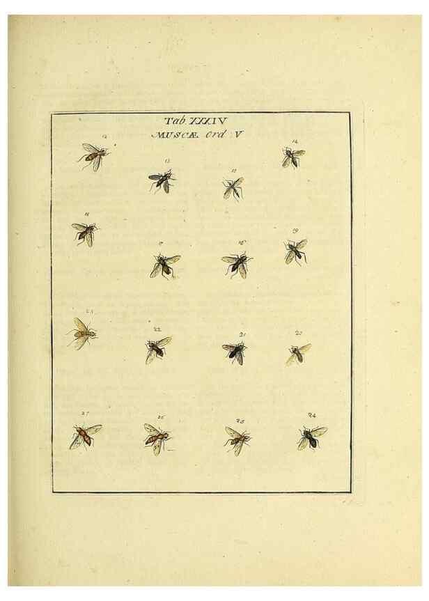 Reproducción/Reproduction 35537106414: Exposition des insectes que se trouvent en Angleterre;. Londres,B. White et J. Edwards,1786.