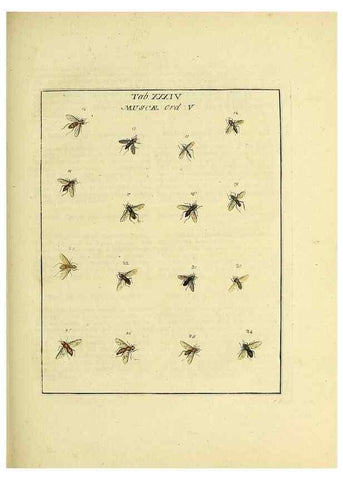 Reproducción/Reproduction 35537106414: Exposition des insectes que se trouvent en Angleterre;. Londres,B. White et J. Edwards,1786.