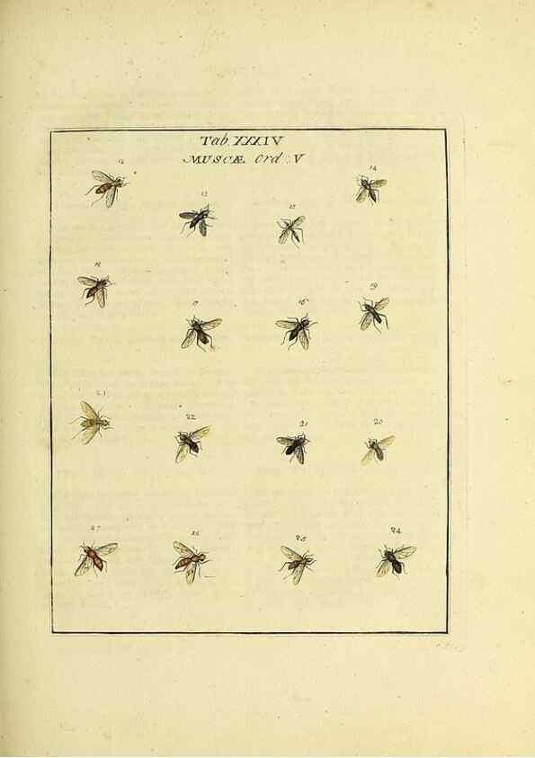 Reproducción/Reproduction 35537106414: Exposition des insectes que se trouvent en Angleterre;. Londres,B. White et J. Edwards,1786.
