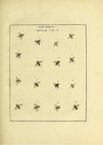 Reproducción/Reproduction 35537106414: Exposition des insectes que se trouvent en Angleterre;. Londres,B. White et J. Edwards,1786.