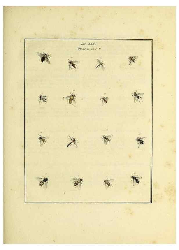 Reproducción/Reproduction 35976099350: Exposition des insectes que se trouvent en Angleterre;. Londres,B. White et J. Edwards,1786.