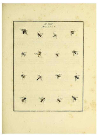 Reproducción/Reproduction 35976099350: Exposition des insectes que se trouvent en Angleterre;. Londres,B. White et J. Edwards,1786.