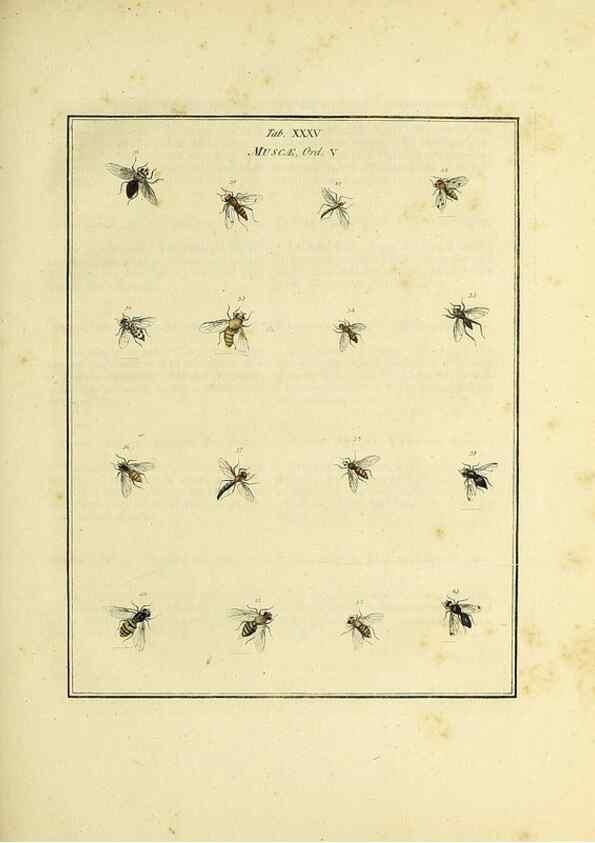 Reproducción/Reproduction 35976099350: Exposition des insectes que se trouvent en Angleterre;. Londres,B. White et J. Edwards,1786.