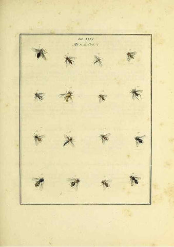 Reproducción/Reproduction 35976099350: Exposition des insectes que se trouvent en Angleterre;. Londres,B. White et J. Edwards,1786.