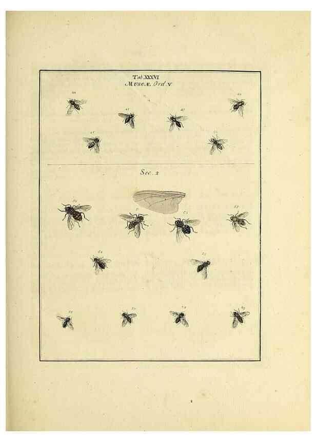 Reproducción/Reproduction 35976101100: Exposition des insectes que se trouvent en Angleterre;. Londres,B. White et J. Edwards,1786.