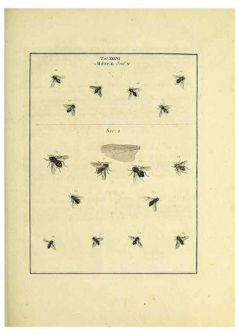 Reproducción/Reproduction 35976101100: Exposition des insectes que se trouvent en Angleterre;. Londres,B. White et J. Edwards,1786.
