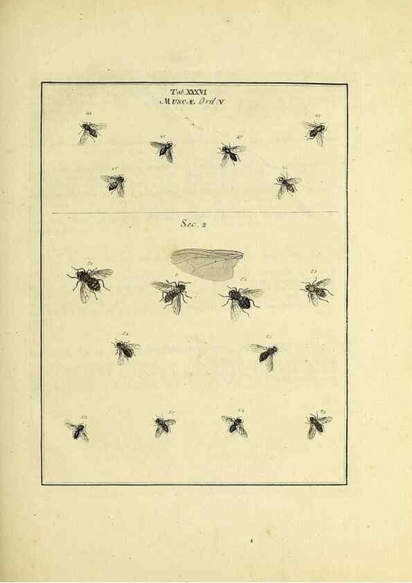 Reproducción/Reproduction 35976101100: Exposition des insectes que se trouvent en Angleterre;. Londres,B. White et J. Edwards,1786.