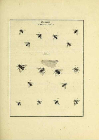 Reproducción/Reproduction 35976101100: Exposition des insectes que se trouvent en Angleterre;. Londres,B. White et J. Edwards,1786.