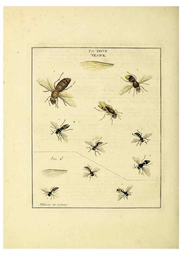 Reproducción/Reproduction 35976102770: Exposition des insectes que se trouvent en Angleterre;. Londres,B. White et J. Edwards,1786.