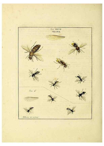 Reproducción/Reproduction 35976102770: Exposition des insectes que se trouvent en Angleterre;. Londres,B. White et J. Edwards,1786.