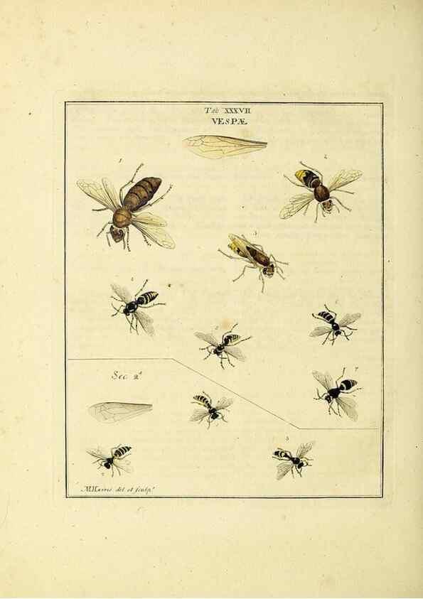 Reproducción/Reproduction 35976102770: Exposition des insectes que se trouvent en Angleterre;. Londres,B. White et J. Edwards,1786.