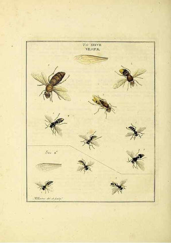 Reproducción/Reproduction 35976102770: Exposition des insectes que se trouvent en Angleterre;. Londres,B. White et J. Edwards,1786.