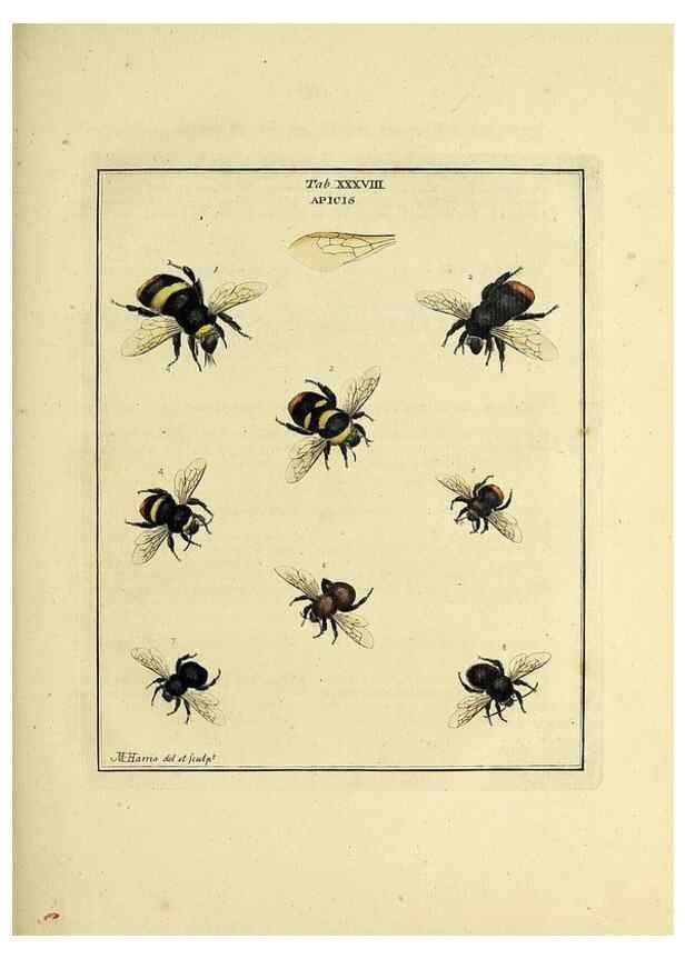 Reproducción/Reproduction 35976104330: Exposition des insectes que se trouvent en Angleterre;. Londres,B. White et J. Edwards,1786.