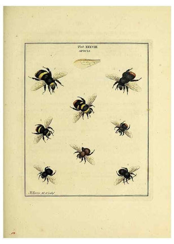 Reproducción/Reproduction 35976104330: Exposition des insectes que se trouvent en Angleterre;. Londres,B. White et J. Edwards,1786.