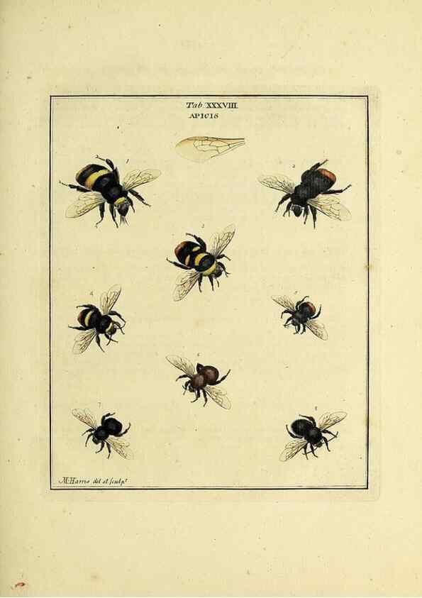 Reproducción/Reproduction 35976104330: Exposition des insectes que se trouvent en Angleterre;. Londres,B. White et J. Edwards,1786.