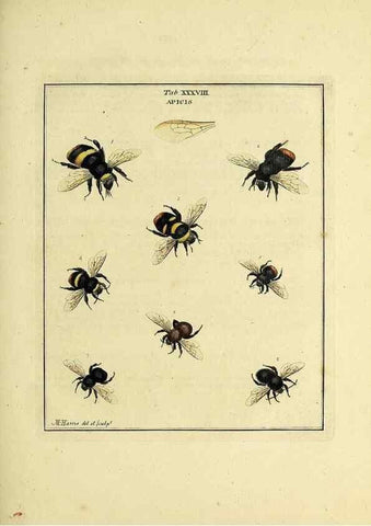 Reproducción/Reproduction 35976104330: Exposition des insectes que se trouvent en Angleterre;. Londres,B. White et J. Edwards,1786.