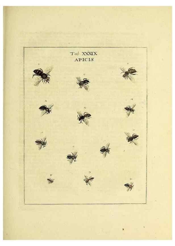 Reproducción/Reproduction 35976106070: Exposition des insectes que se trouvent en Angleterre;. Londres,B. White et J. Edwards,1786.