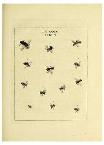 Reproducción/Reproduction 35976106070: Exposition des insectes que se trouvent en Angleterre;. Londres,B. White et J. Edwards,1786.