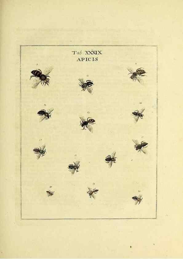 Reproducción/Reproduction 35976106070: Exposition des insectes que se trouvent en Angleterre;. Londres,B. White et J. Edwards,1786.