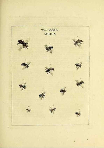 Reproducción/Reproduction 35976106070: Exposition des insectes que se trouvent en Angleterre;. Londres,B. White et J. Edwards,1786.