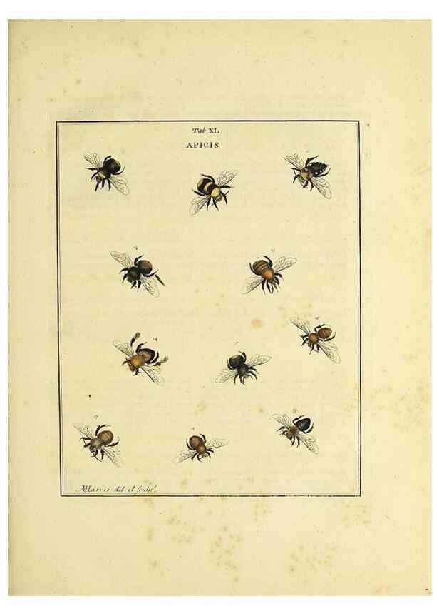 Reproducción/Reproduction 35976107580: Exposition des insectes que se trouvent en Angleterre;. Londres,B. White et J. Edwards,1786.