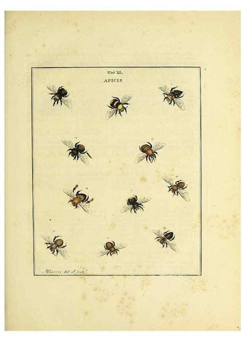 Reproducción/Reproduction 35976107580: Exposition des insectes que se trouvent en Angleterre;. Londres,B. White et J. Edwards,1786.