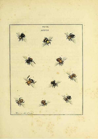 Reproducción/Reproduction 35976107580: Exposition des insectes que se trouvent en Angleterre;. Londres,B. White et J. Edwards,1786.