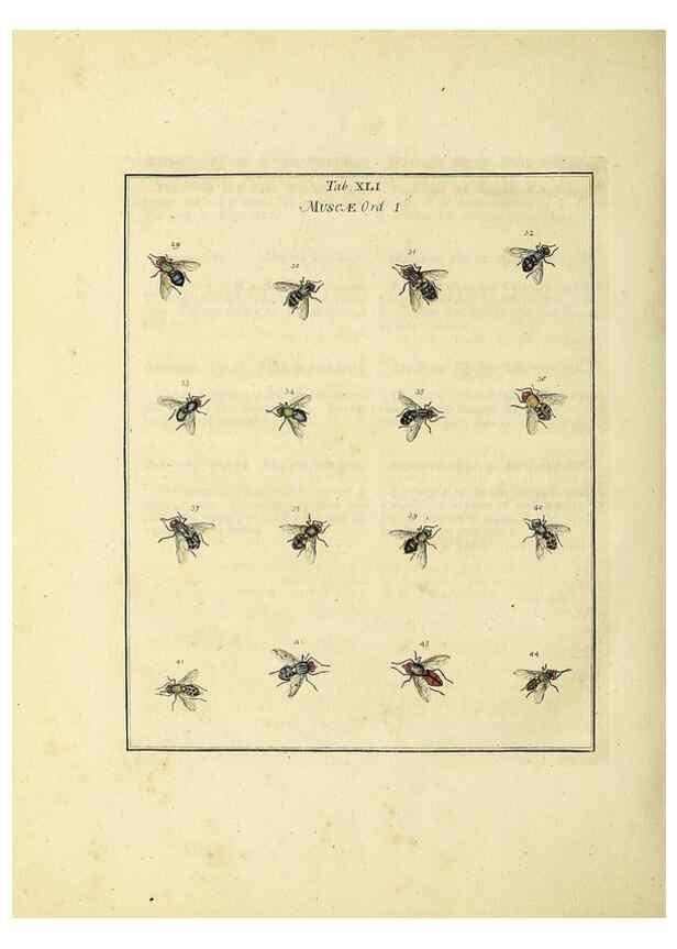 Reproducción/Reproduction 35976109300: Exposition des insectes que se trouvent en Angleterre;. Londres,B. White et J. Edwards,1786.