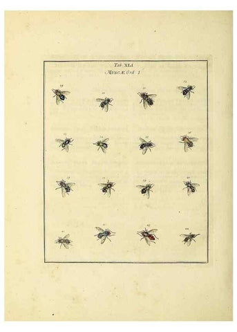 Reproducción/Reproduction 35976109300: Exposition des insectes que se trouvent en Angleterre;. Londres,B. White et J. Edwards,1786.